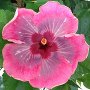 1-Gallon Handsome Ty hibiscus
