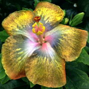 1-Gallon Thunder Egg hibiscus