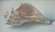 Paula Kolojeski "Shell" Pastel