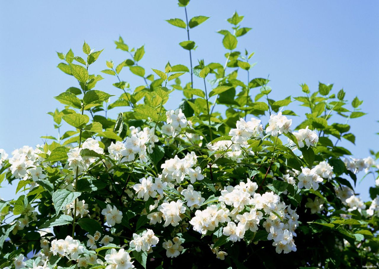 Jasmine Sambac 3 In Jojoba Oil Lisa S Herbs And Oils