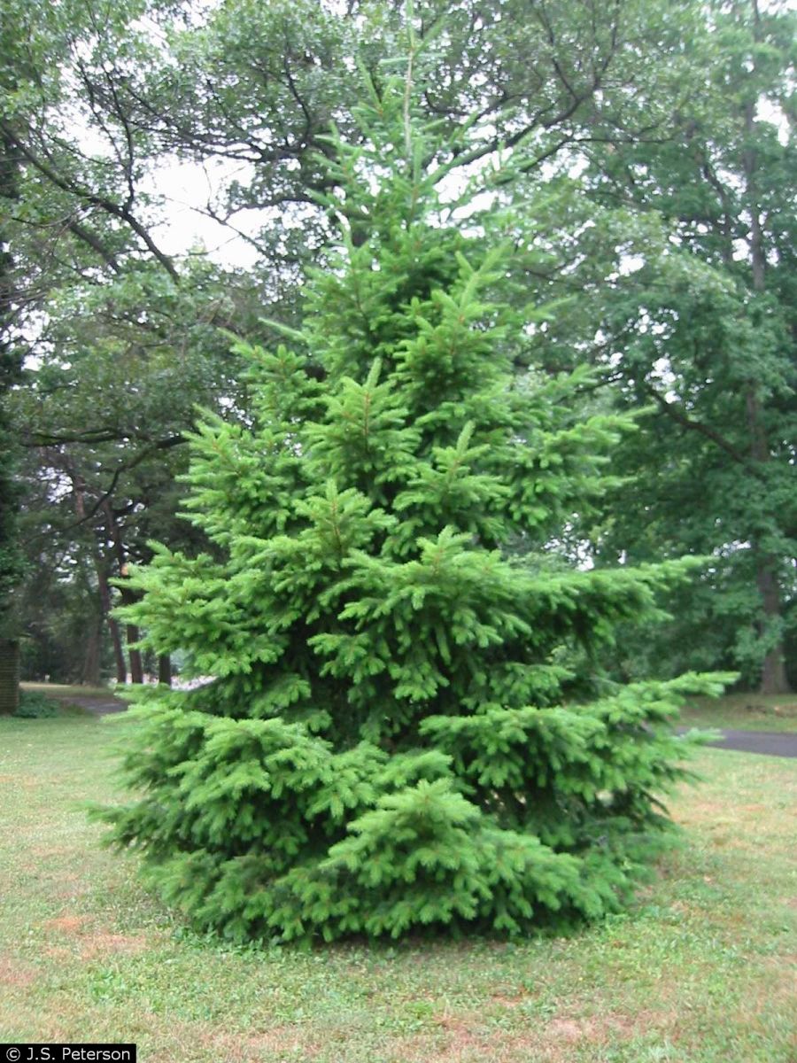 Tree In A Box Douglas Fir Tree In A Box Douglas Fir