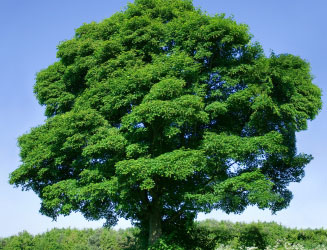 sycamore-tree-1a.jpg