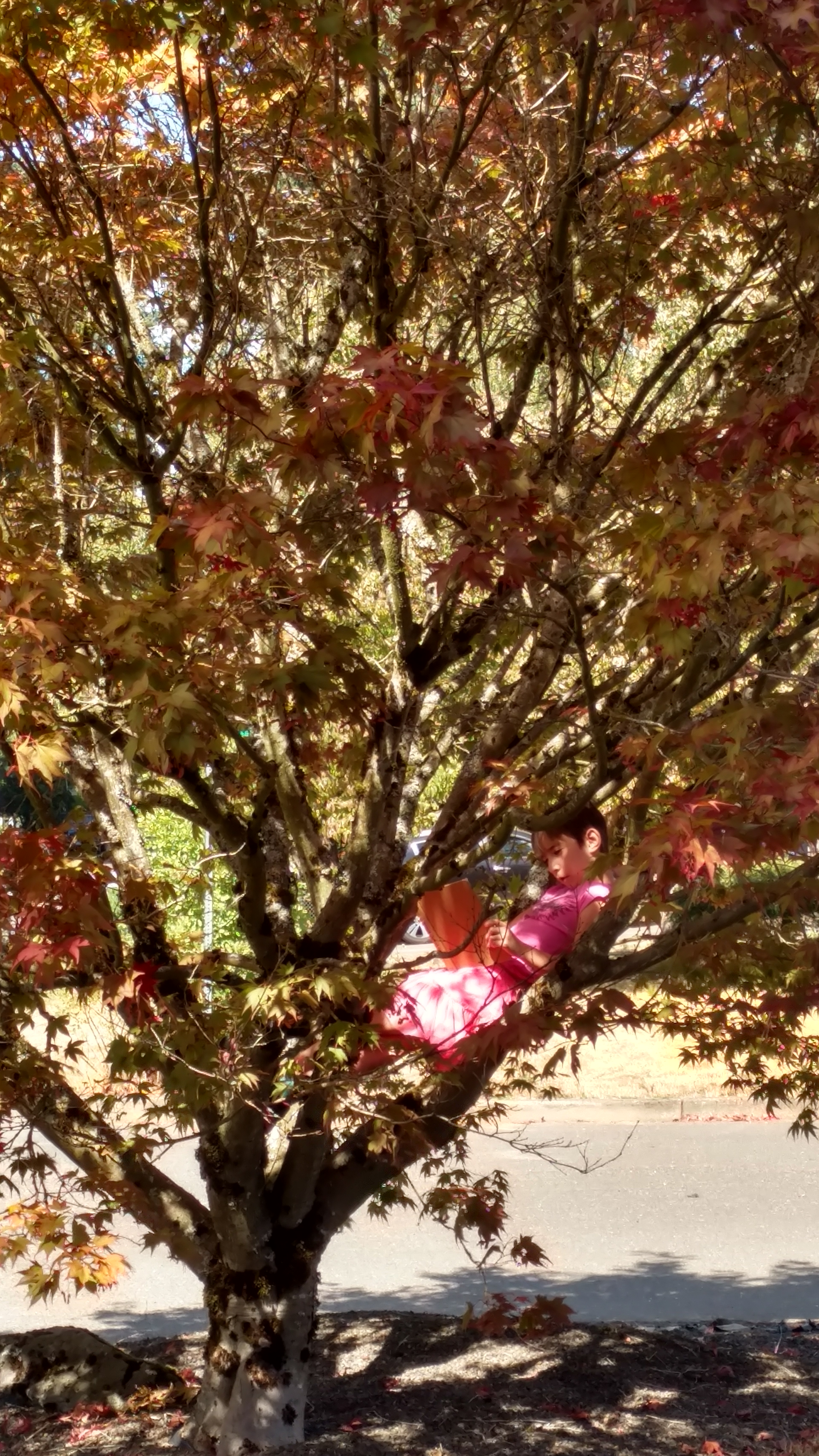 REading in a tree