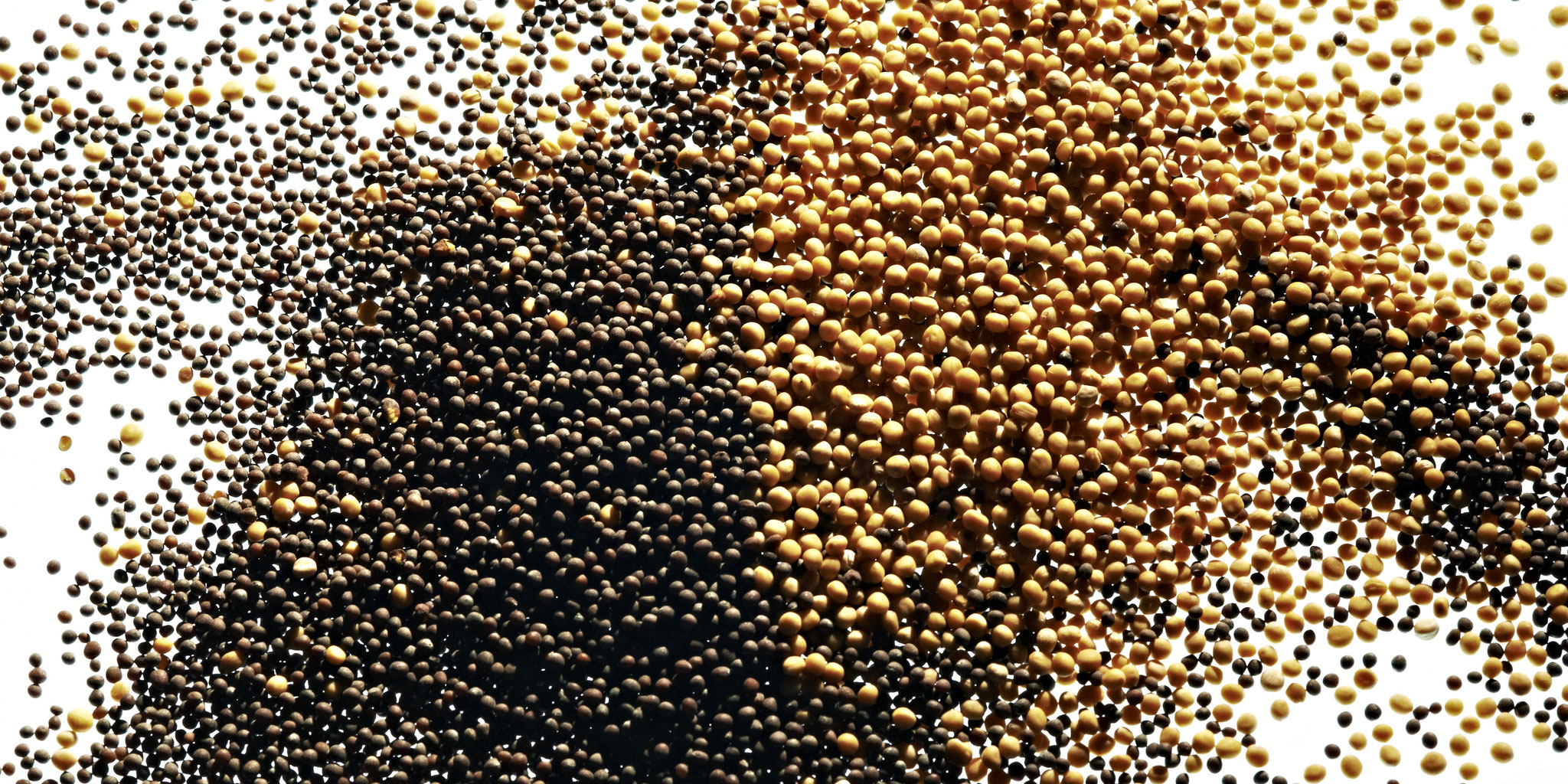 Find the right mix of mustard seeds