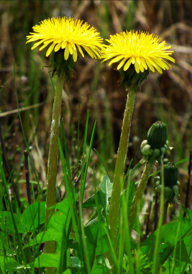 Dandelion Tincture 