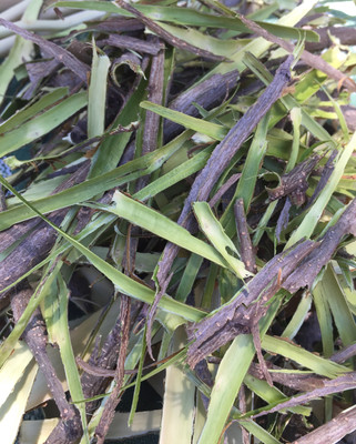 Mimosa Bark Tincture 
