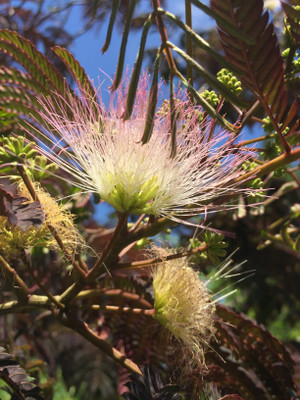 Mimosa Flower Tincture 