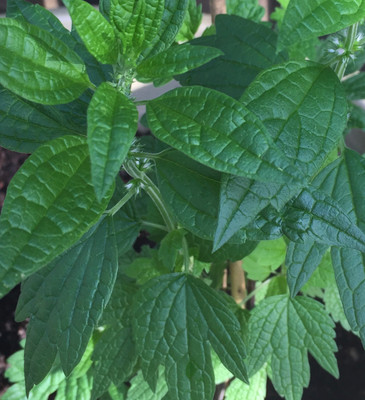 Motherwort Tincture 