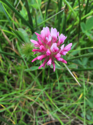 Red Clover Tincture 