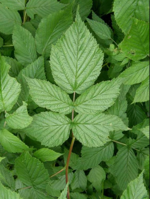 Red Raspberry Leaf Tincture 