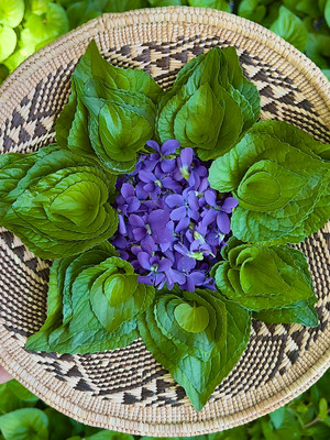 Violet Tincture 