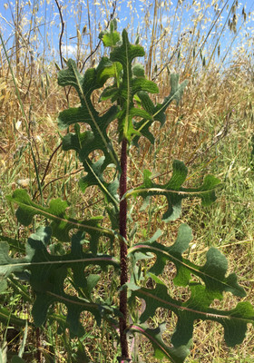 Wild Lettuce Tincture 
