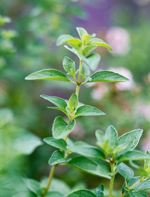 Oregano Tincture (Origanum vulgare)