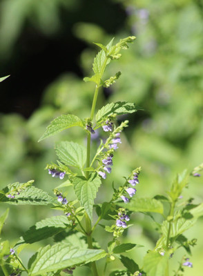 Skullcap Tincture (Scutellaria laterifolia)