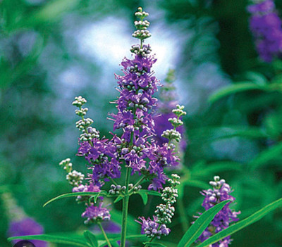 Vitex Agnus-Castus Tincture