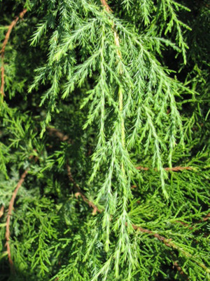 Cedar Tincture