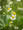 Chamomile Tincture
Fresh plant chamomile flowers extracted into BD pure grape alcohol.