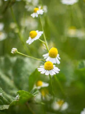 Chamomile Tincture
Fresh plant chamomile flowers extracted into BD pure grape alcohol.