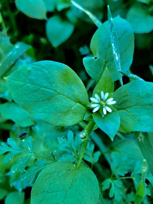Chickweed Tincture