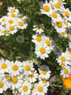 Feverfew Tincture