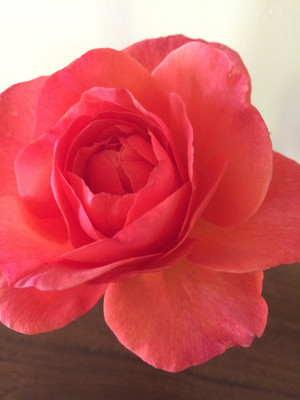 Rose Tincture