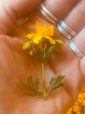 Saint John's Wort Tincture