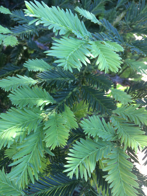 Redwood Tincture