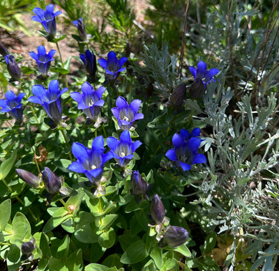 Gentian Tincture