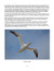Sample Page: Gannet in Flight