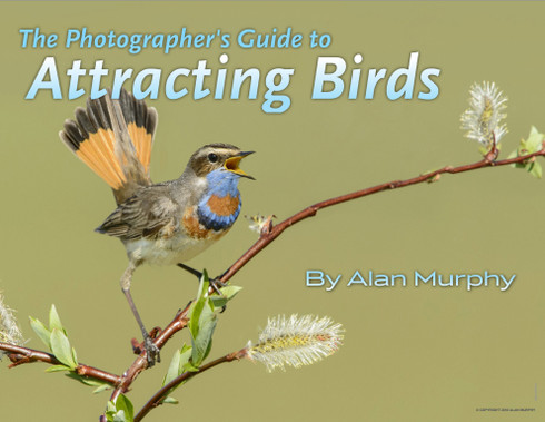 The Photographer's Guide to Attracting Birds eBook by Alan Murphy