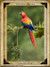 Sample Page: Scarlet Macaw, Costa Rica