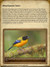 Sample Page: Mixed Species Flocks