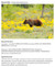 Sample keyword hierarchy and applied keywords for mammal photography Sample keyword hierarchy and applied keywords for mammal photography