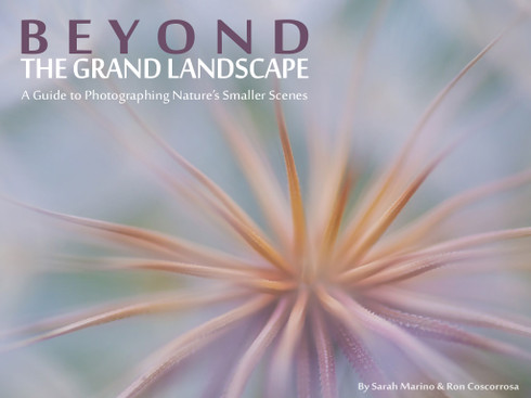 Beyond the Grand Landscape: A Guide to Photographing Nature's Smaller Scenes