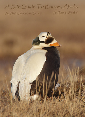 Site Guide to Barrow, AK for Photographers & Birders by Brian Zwiebel