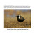 Sample Page: American Golden Plover