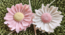 Gerber Daisy Pink & White petals