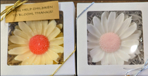 Gerber Daisies in gift boxes