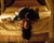 Chazz Palminteri & Linda Fiorentino Photograph and Poster - 1007167 Poster and Photo