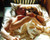 Johan Widerberg & Marika Lagercrantz in Love Lessons aka Lust och fagning stor Poster and Photo