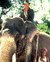 Harrison Ford in Indiana Jones and the Temple of Doom Poster and Photo