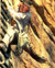 Harrison Ford in Indiana Jones and the Temple of Doom Poster and Photo