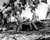 Mitzi Gaynor & Rossano Brazzi Photograph and Poster - 1020947 Poster and Photo