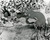 Watership Down Poster and Photo