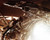 The Alien in Aliens Poster and Photo