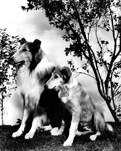 Lassie in Son of Lassie Poster and Photo