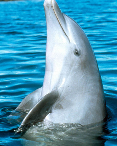 Flipper Poster and Photo