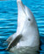 Flipper Poster and Photo