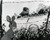 Watership Down Poster and Photo