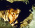 Charlton Heston in Earthquake Poster and Photo